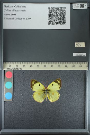 Media type: image;   Entomology 184585